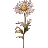 April - Daisy