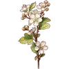 May - Hawthorn