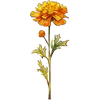 Oct - Marigold