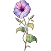 Sep - Morning Glory