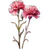 Jan - Carnation