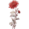 Nov - Chrysanthemum