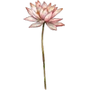 Jul - Waterlily
