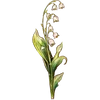 May - Lily Of The Valley