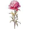 Nov - Peony