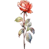 Jun - Rose