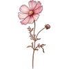 Oct - Cosmos