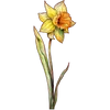 March - Daffodil