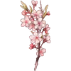 March - Cherry Blossom