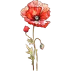 Aug - Poppy