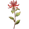 Jun - Honeysuckle