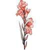 Aug - Gladiolus