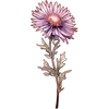 Sep - Aster