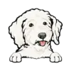 Goldendoodle (White)