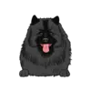 Keeshond 2