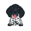 German Shorthaired Pointer 5