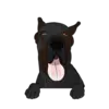 Great Dane 5