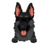 German Shepherd 3
