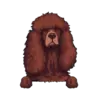 Irish Water Spaniel