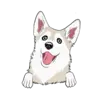 Husky 6