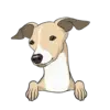 Italian Greyhound 3