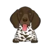 German Shorthaired Pointer 1