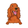 Irish Setter 3