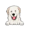 Great Pyrenees 2