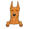 German Pinscher 3