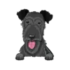 Irish Wolfhound 2