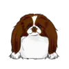 Japanese Chin 2