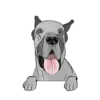 Great Dane 2