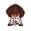 German Shorthaired Pointer 3