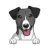 Jack Russell Terrier (Black White)