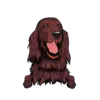 Irish Setter 2