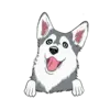 Husky 1