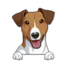 Jack Russell Terrier (Brown White)