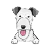 Irish Wolfhound 3