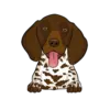 German Shorthaired Pointer 2