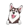 Husky 7