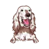 Irish Setter 1