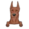 German Pinscher 2