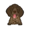 German Shorthaired Pointer 4