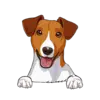 Jack Russell Terrier 2