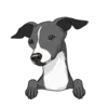 Italian Greyhound 1