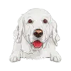 Golden Retriever (White)