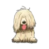 Komondor 2