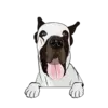 Great Dane 6