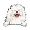 Komondor