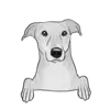 Greyhound 1